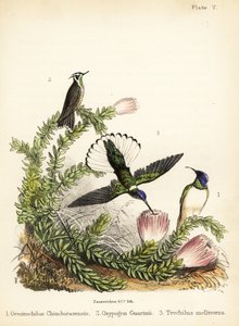 Kolibri fajok. 1855 (kőnyomat)