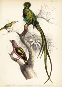 Jamaicai tody, respendens quetzal és sávos szélescsőrű. 1855 (kőnyomat)