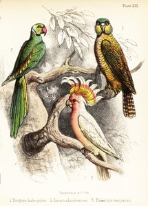 Kakapo, Mitchell őrnagy kakaduja és Alexandrine papagáj. 1855 (kőnyomat)