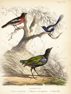 Csendes-óceáni vörösbegy, fehérszárnyú tündérfiú és szivárványos pitta. 1855 (kőnyomat)