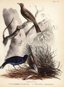 Szatén és őzmellű bowerbirds. 1855 (kőnyomat)