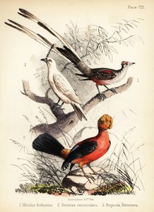 Ollófarkú légykapó, fehér harangmadár és andoki 1855-ös kakas (litográfia)