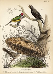 Társaságkedvelő takács, nagy pinty és Gouldi pinty. 1855 (kőnyomat)