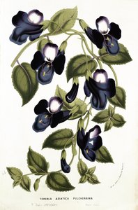 Torenia Asiatica pulcherrima, Louis van Houtte (1810-76) „Horto Van Houtteano” című művéből, 1860 körül (chromolitho)