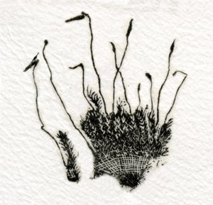 Bimbózó Moha, 2014, (fametszet gampira)