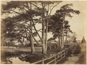 Scotch Firs, Hawkhurst, 1853.