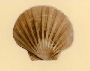 Illusztráció a Tengeri kagylók című füzethez (színes litó)