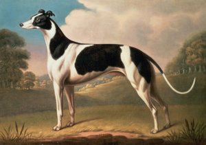 Agár, 1800 olaj, vászon