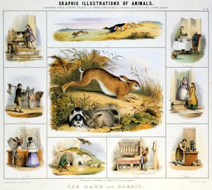 A nyúl és a nyúl, c1850 alkotó: Benjamin Waterhouse Hawkins