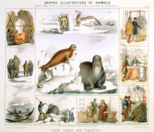A fóka és a rozmár, c1850