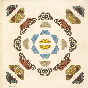 Részlet a III. tábláról, az A Rare Depiction of Butterflies and Moths, pub. 1764 (kézzel színezett metszet)