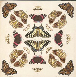 Részlet a II. tábláról, az A Rare Depiction of Butterflies and Moths, pub. 1764 (kézzel színezett metszet)