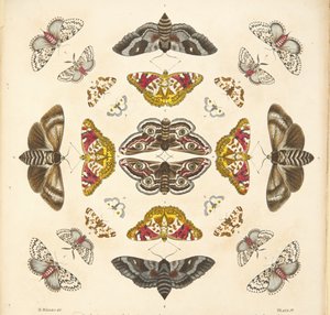 Részlet a IV. tábláról, az A Rare Depiction of Butterflies and Moths, pub. 1764 (kézzel színezett metszet)