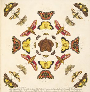Részlet a IX. tábláról, az A Rare Depiction of Butterflies and Moths, pub. 1764 (kézzel színezett metszet)