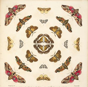 Részlet a VIII. tábláról, az A Rare Depiction of Butterflies and Moths, pub. 1764 (kézzel színezett metszet)