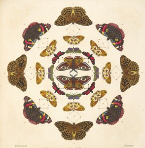 Részlet a VII. tábláról, az A Rare Depiction of Butterflies and Moths, pub. 1764 (kézzel színezett metszet)