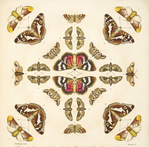 Részlet a VI. tábláról, az A Rare Depiction of Butterflies and Moths, pub. 1764 (kézzel színezett metszet)