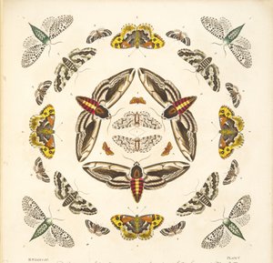 Részlet az V. tábláról, az A Rare Depiction of Butterflies and Moths, pub. 1764 (kézzel színezett metszet)