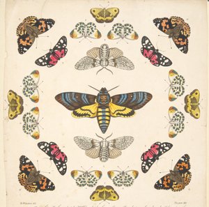 Részlet a XII. tábláról, az A Rare Depiction of Butterflies and Moths, pub. 1764 (kézzel színezett metszet)