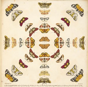 Részlet a XI. tábláról, az A Rare Depiction of Butterflies and Moths, pub. 1764 (kézzel színezett metszet)