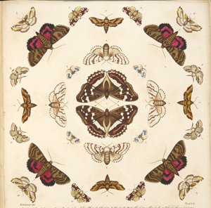 Részlet a X. tábláról, az A Rare Depiction of Butterflies and Moths, pub. 1764 (kézzel színezett metszet)