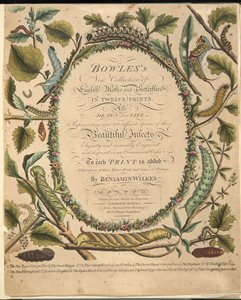 Frontispiece, A ritka pillangók és lepkék ábrázolásából, kocsma. 1764 (kézzel színezett metszet)