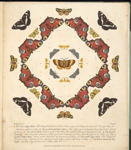 1. tábla, a Pillangók és lepkék ritka ábrázolásából, kocsma. 1764 (kézzel színezett metszet)