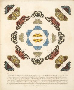 III. tábla, a Pillangók és lepkék ritka ábrázolásából, kocsma. 1764 (kézzel színezett metszet)