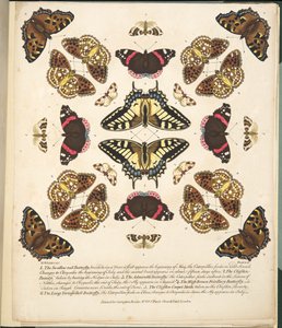 II. tábla, a Pillangók és lepkék ritka ábrázolásából, kocsma. 1764 (kézzel színezett metszet)
