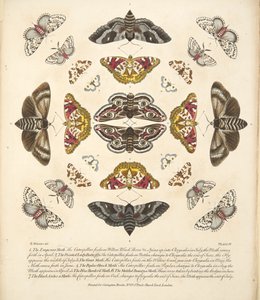 IV. tábla, a Pillangók és lepkék ritka ábrázolásából, kocsma. 1764 (kézzel színezett metszet)