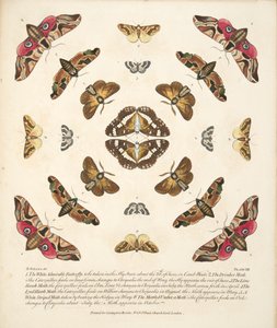 VIII. tábla, a Pillangók és lepkék ritka ábrázolásából, kocsma. 1764 (kézzel színezett metszet)