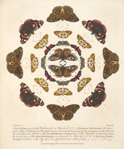 VII. tábla, a Pillangók és lepkék ritka ábrázolásából, kocsma. 1764 (kézzel színezett metszet)