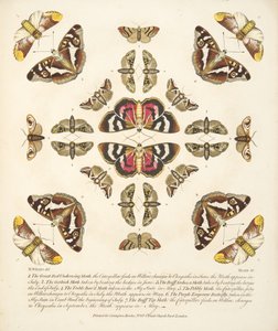 VI. tábla, a Pillangók és lepkék ritka ábrázolásából, kocsma. 1764 (kézzel színezett metszet)
