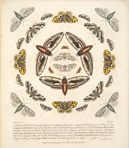V. tábla, a Pillangók és lepkék ritka ábrázolásából, kocsma. 1764 (kézzel színezett metszet)