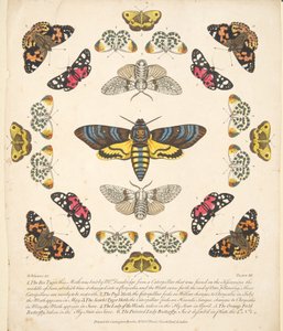 XII. tábla, a Pillangók és lepkék ritka ábrázolásából, kocsma. 1764 (kézzel színezett metszet)