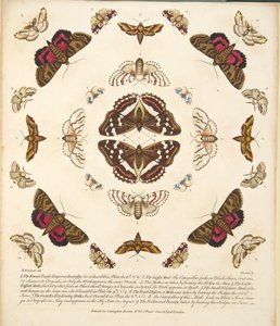 X. tábla, a Pillangók és lepkék ritka ábrázolásából, kocsma. 1764 (kézzel színezett metszet)