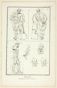 Tervezés: Encyclopédie: A Farnese Hercules arányai, az Encyclopédie-ból. alkotó: Benoit Louis Prevost