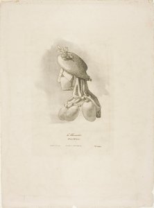 A hentes-nő, az Arts et Métiers-től