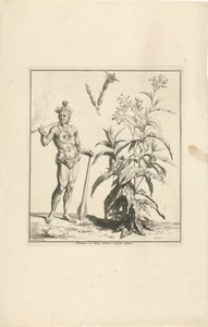 Dohánynövény és Amerika őslakója Nicotiana vagy Tabac dessine d