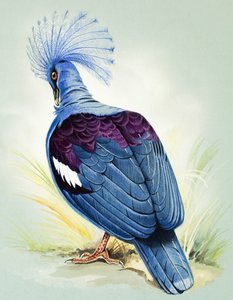Kék koronás galamb (gouache, papír)