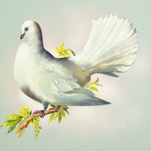 Fantail Dove (gouache, papír)