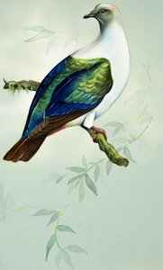 Imperial Fruit Pigeon (gouache, papír)