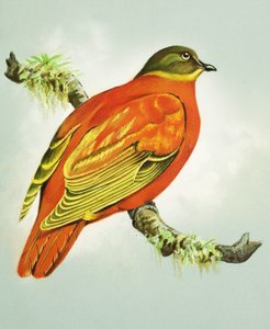 Narancssárga galamb (gouache, papír)