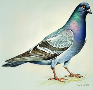 Sziklagalamb (gouache, papír)