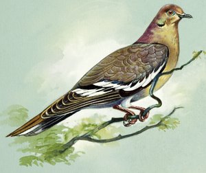 Fehér szárnyú galamb (gouache, papír)