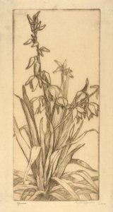 Yucca alkotó: Bertha E. Jaques