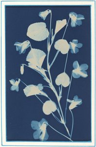 Cím nélkül, c. 1900. alkotó: Bertha Evelyn Jacques