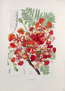 Poinciana Regia, illusztráció a Jáva-sziget flórájának és pomonájának válogatott virágaiból, gyümölcseiből és lombjaiból, metszett G. Severeyns, 1885 (színes kromolitográfia)