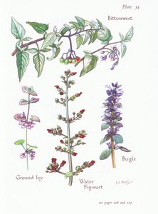 Bittersweet, földi borostyán, bugle, vízi fügefű, 1951 alkotó: Bessie D. Inglis