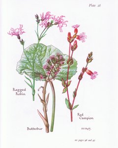 Butterbur, Ragged Robin, Red Campion, 1951 alkotó: Bessie D. Inglis